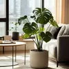 Fensterblatt - Monstera deliciosa - Höhe 50-60cm - ⌀17cm Produktbild-Vorschau 6