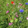 Kiepenkerl Blumen-Wiese 250 gr. Produktbild-Vorschau 9