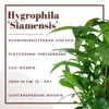 Mutterpflanze Aquariumpflanze Hygrophila 'Siamensis' XL Produktbild-Vorschau 3