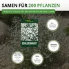 Stauden-Schleierkraut weiß Samen - Gypsophila paniculata - Produktbild-Vorschau 3