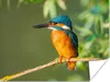 MuchoWow® Poster Vogel - Eisvogel - Zweig - Blätter - Moos Produktbild-Vorschau 1