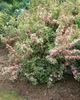 Weigela florida 'Nana Variegata', Weigelie, buntlaubig, Produktbild-Vorschau 9
