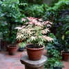 Japonský javor - Acer palmatum 'Taylor' - Výška 50-60cm - Náhľad obrázku produktu 6