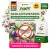 Green Guardia Schlupfwespen gegen Pflaumenwickler -9x Produktbild-Vorschau 1