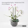 HOMESCAPES Künstliche weiße Phalaenopsis-Orchidee im grauen Produktbild-Vorschau 2