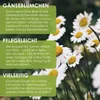 Gänseblümchen Samen (Bellis perennis) - Zarte Blumen mit Produktbild-Vorschau 3