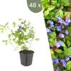 Plants by Frank | 48 Plantes de plumbago | Ceratostigma Voir les images du produit 1