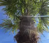 A close-up view of a palm tree trunk and fronds against a clear blue sky. Produktbild-Vorschau