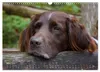 Faszination Jagdhund - Kleiner Münsterländer (Wandkalender Produktbild-Vorschau 6