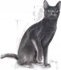 An illustration of a Russian Blue cat with green eyes, sitting and looking forward. The illustration includes technical drawing lines and measurements. Náhled obrázku produktu