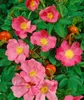 Rosa rugosa, Apfelrose, pink, 30–40 cm Produktbild-Vorschau 7
