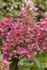 Hydrangea paniculata 'Pinky Winky', Rispenhortensie, Produktbild-Vorschau 5