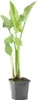 Bloomique - Zantedeschia Aethiopica - White Arum - Rośliny Podgląd zdjęcia produktu 1
