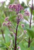 Rodgersia pinnata, Schaublatt, ca. 11x11 cm Topf, Produktbild-Vorschau 1