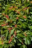 Ilex verticillata, Winterbeere, 60–80 cm, leuchtend rote Produktbild-Vorschau 2