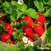 Wióry rogowe 1-6 mm Nawóz azotowy organiczny (5 kg na 50 Podgląd zdjęcia produktu 2