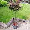 A Japanese maple tree in a pot on a wooden deck, with a lawn and garden in the background. Podgląd zdjęcia produktu