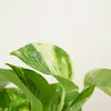 Scindapsus Aureum - Efeutute - Hängepflanze - Produktbild-Vorschau 4