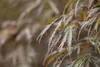 Acer palmatum 'Crimson Queen', Japanischer Ahorn, rot, Produktbild-Vorschau 3