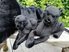 Panther Plüschtier 27cm Plüschtier Kuscheltiere Produktbild-Vorschau 3