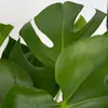 Plante à trous - Monstera deliciosa - Hauteur 70-80cm - Voir les images du produit 3