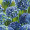 Blauer Zierlauch - Allium 'Caeruleum' - Set mit 40 Produktbild-Vorschau 4