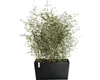 Pflanzkübel hoch Ecopots Paris Kunststoff matt 99 x 46 x 50 Produktbild-Vorschau 2