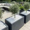 Weiße Kieselsteine in grauen Pflanzkübeln mit Olivenbäumen auf einer Terrasse Produktbild-Vorschau