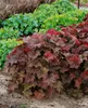 Purpurglöckchen Palace Purple, im Topf - Heuchera Produktbild-Vorschau 9