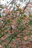 Euonymus europaeus, Pfaffenhütchen, 60–100 cm Produktbild-Vorschau 4
