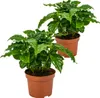 Bloomique - 2er Set - Coffea Arabica - Kaffeepflanze - Produktbild-Vorschau 1