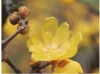 Chimonanthus Praecox - Fleur d'hiver chinoise 30-40 cm Voir les images du produit 2