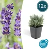 Pianta di lavanda - Lavandula angustifolia 'Hidcote' - Anteprima dell’immagine prodotto 1