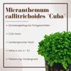 Aquarium Pflanze Hemianthus callitrichoides Wasserpflanzen Produktbild-Vorschau 2