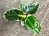 Gardners Ficus elastica Tineke, průměr 12 cm Náhled obrázku produktu 2