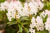 Rhododendron micranthum 'Bloombux' -R-, immergrün, 25–30 cm Produktbild-Vorschau 6