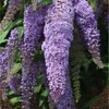 A close-up view of blooming purple flowers on a plant. Produktbild-Vorschau