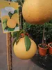 A grapefruit tree with two grapefruits hanging from it, with a plant tag attached to the trunk. Náhled obrázku produktu