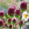 6 x Kugelkopfiger Lauch - Allium sphaerocephalon  | Topf Produktbild-Vorschau 2