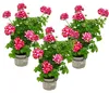 Geranien hängend - Pelargonium peltatum - 12cm Topf - Set Produktbild-Vorschau 1