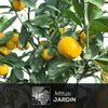 Mandarinier satsuma - agrume méditerranéen - arbre fruitier Voir les images du produit 2