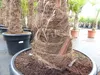 2 Stück Trachycarpus fortunei, 70 - 100 cm Stamm, 210 - 250 Produktbild-Vorschau 2