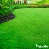Trávne semeno Shadow – Elegant (1 kg na 50 m2) Náhľad obrázku produktu 6