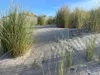 Stauden Gänge 1 x Ammophila arenaria im 1 Liter Topf - Produktbild-Vorschau 2
