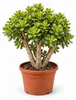Crassula ovata minor - Geldbaum in Bonsai-Form - 19cm Topf Produktbild-Vorschau 1