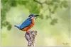 ARTland Wandbild Alu für Innen & Outdoor Eisvogel I Größe: Produktbild-Vorschau 2