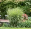 Stauden Gänge 1 x Miscanthus sinensis 'Zebrinus' im 1 Liter Produktbild-Vorschau 1