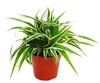 Trio de plantes d'intérieur "Purificateur d'air" - Set de Náhled obrázku produktu 4