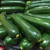 Zucchini Black Beauty Samen - Cucurbita pepo - Produktbild-Vorschau 5