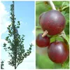 Säulenstachelbeere 'Hinnonmäki' rot Produktbild-Vorschau 3
